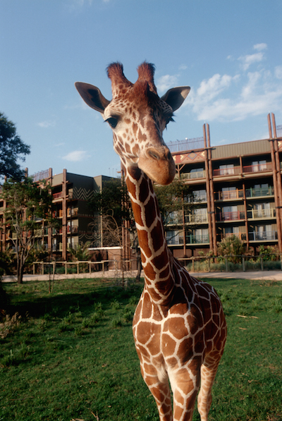 AK Lodge Giraffe.jpg