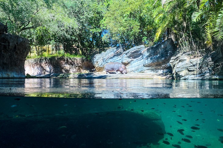 Gorilla Falls Exploration Trail