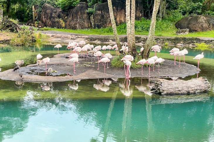 Kilimanjaro Safaris flamingos