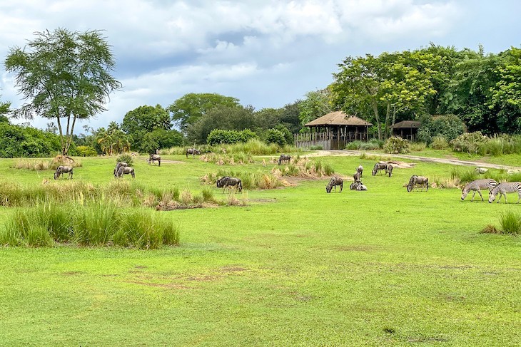 Kilimanjaro Safaris savanna