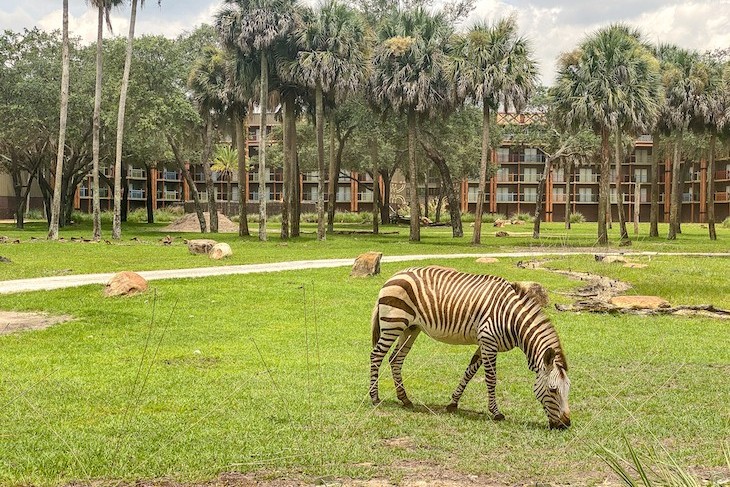 View of the savanna from Sanaa Restaurant