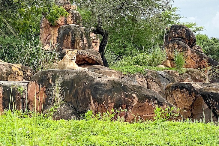 Kilimanjaro Safaris 