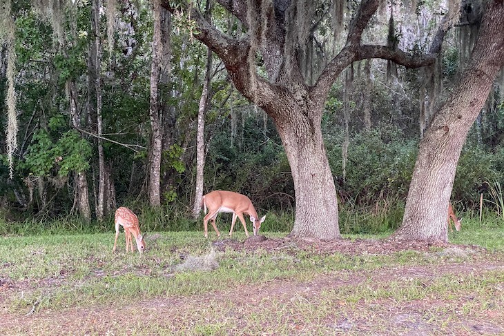 You never know what kind of wildlife you will encounter on the walkway to Magic Kingdom