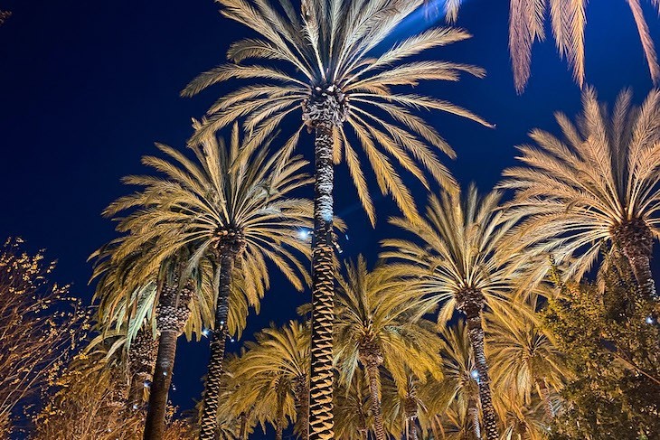 Love the palm trees just outside the resort