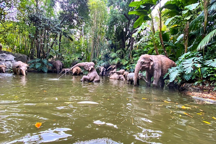 Jungle Cruise