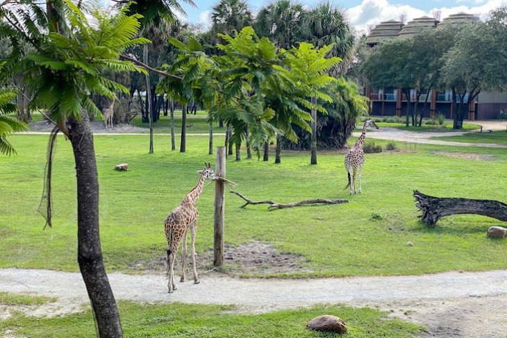 The resort's savanna