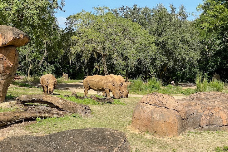 Kilimanjaro Safaris rhinos