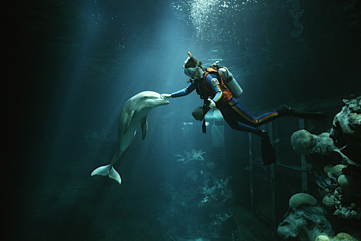 Diver at The Seas with Nemo & Friends® Attraction