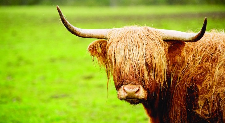 Scottish Highland cows