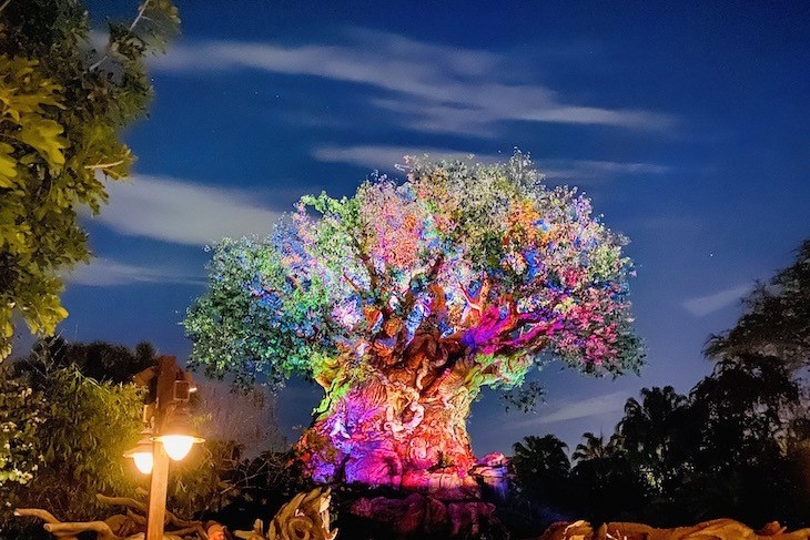 Nothing more beautiful that the Tree of Life after dark